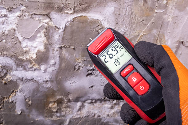 Best Mold Removal Near Me  in Bellevue, MI