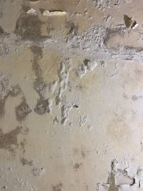 Best Mold Testing  in Bellevue, MI