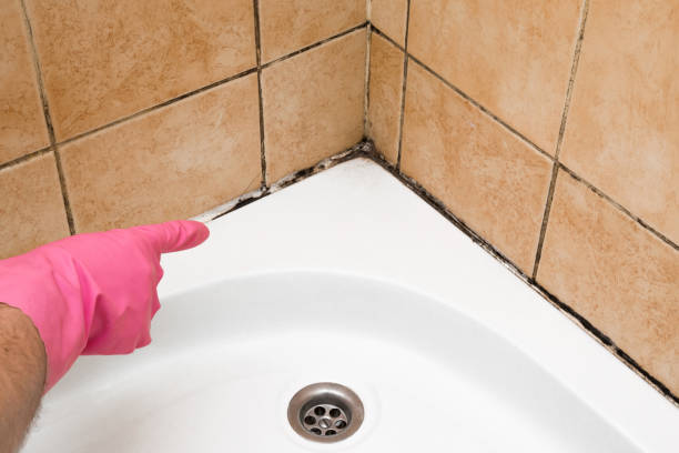 Best Home Mold Removal  in Bellevue, MI